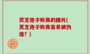 灵芝孢子粉真的图片(灵芝孢子粉真容易被伪造？)