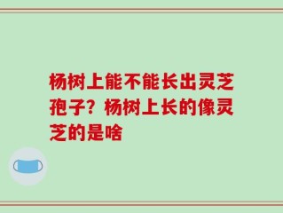 杨树上能不能长出灵芝孢子？杨树上长的像灵芝的是啥