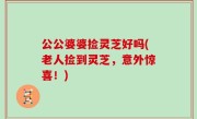 公公婆婆捡灵芝好吗(老人捡到灵芝，意外惊喜！)