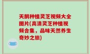 天鹅种植灵芝视频大全图片(高清灵芝种植视频合集，品味天然养生奇妙之旅)