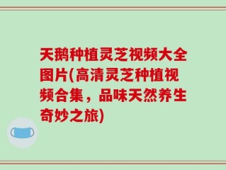 天鹅种植灵芝视频大全图片(高清灵芝种植视频合集，品味天然养生奇妙之旅)