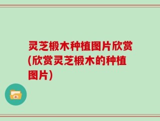 灵芝椴木种植图片欣赏(欣赏灵芝椴木的种植图片)