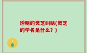 透明的灵芝叫啥(灵芝的学名是什么？)