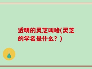 透明的灵芝叫啥(灵芝的学名是什么？)