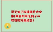灵芝仙子玫瑰图片大全集(美丽的灵芝仙子与玫瑰的完美结合)