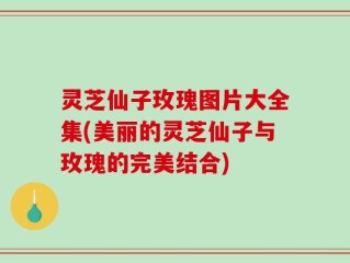 灵芝仙子玫瑰图片大全集(美丽的灵芝仙子与玫瑰的完美结合)