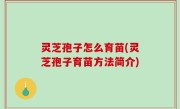 灵芝孢子怎么育苗(灵芝孢子育苗方法简介)