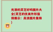 光滑的灵芝好吗图片大全(灵芝的优美外形值得展示：高清图片集锦)