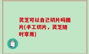 灵芝可以自己切片吗图片(手工切片，灵芝随时享用)