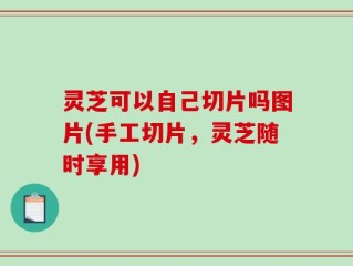 灵芝可以自己切片吗图片(手工切片，灵芝随时享用)