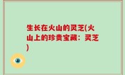 生长在火山的灵芝(火山上的珍贵宝藏：灵芝)