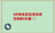 8斤野生灵芝(野生灵芝惊现8斤重！)