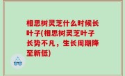 相思树灵芝什么时候长叶子(相思树灵芝叶子长势不凡，生长周期降至新低)