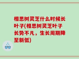 相思树灵芝什么时候长叶子(相思树灵芝叶子长势不凡，生长周期降至新低)