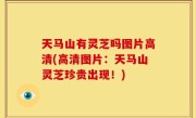 天马山有灵芝吗图片高清(高清图片：天马山灵芝珍贵出现！)