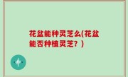 花盆能种灵芝么(花盆能否种植灵芝？)