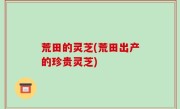 荒田的灵芝(荒田出产的珍贵灵芝)