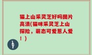 猫上山采灵芝好吗图片高清(猫咪采灵芝上山探险，萌态可爱惹人爱！)