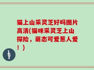 猫上山采灵芝好吗图片高清(猫咪采灵芝上山探险，萌态可爱惹人爱！)