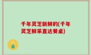 千年灵芝新鲜的(千年灵芝鲜采直达餐桌)
