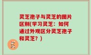 灵芝孢子与灵芝的图片区别(学习灵芝：如何通过外观区分灵芝孢子和灵芝？)