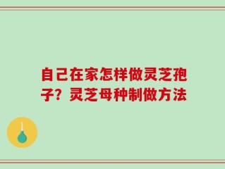 自己在家怎样做灵芝孢子？灵芝母种制做方法
