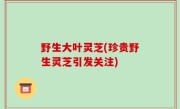 野生大叶灵芝(珍贵野生灵芝引发关注)