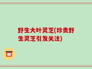 野生大叶灵芝(珍贵野生灵芝引发关注)