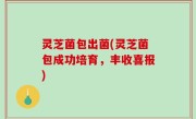 灵芝菌包出菌(灵芝菌包成功培育，丰收喜报)