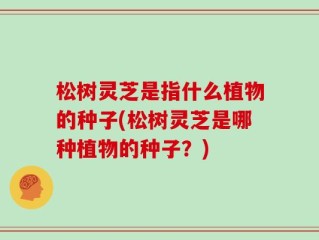松树灵芝是指什么植物的种子(松树灵芝是哪种植物的种子？)