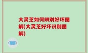 大灵芝如何辨别好坏图解(大灵芝好坏识别图解)