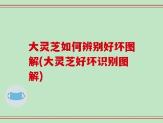 大灵芝如何辨别好坏图解(大灵芝好坏识别图解)