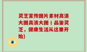 灵芝宣传图片素材高清大图高清大图丨品鉴灵芝，健康生活从这里开始)