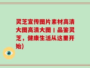 灵芝宣传图片素材高清大图高清大图丨品鉴灵芝，健康生活从这里开始)