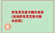 野生灵芝孢子图片高清(高清野生灵芝孢子图片欣赏)