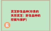 灵芝野生品种(珍贵的天然灵芝：野生品种的挖掘与保护)