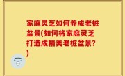 家庭灵芝如何养成老桩盆景(如何将家庭灵芝打造成精美老桩盆景？)