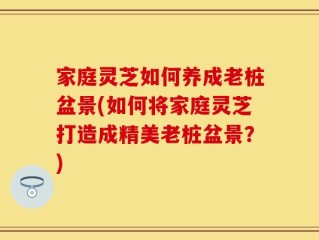 家庭灵芝如何养成老桩盆景(如何将家庭灵芝打造成精美老桩盆景？)