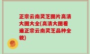 正宗云南灵芝图片高清大图大全(高清大图看遍正宗云南灵芝品种全貌)