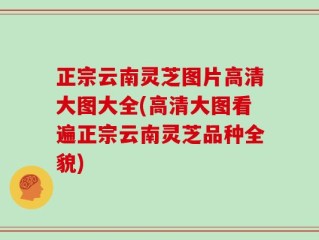 正宗云南灵芝图片高清大图大全(高清大图看遍正宗云南灵芝品种全貌)