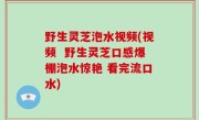 野生灵芝泡水视频(视频  野生灵芝口感爆棚泡水惊艳 看完流口水)
