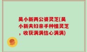 吴小新两公婆灵芝(吴小新夫妇亲手种植灵芝，收获满满信心满满)