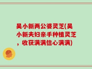 吴小新两公婆灵芝(吴小新夫妇亲手种植灵芝，收获满满信心满满)