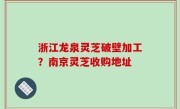 浙江龙泉灵芝破壁加工？南京灵芝收购地址
