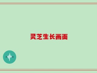 灵芝生长画面