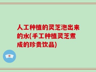 人工种植的灵芝泡出来的水(手工种植灵芝煮成的珍贵饮品)
