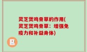 灵芝煲鸡骨草的作用(灵芝煲鸡骨草：增强免疫力和补益身体)