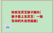 和田玉灵芝猴子图片(猴子爱上玉灵芝：一幅生动的大自然画面)