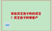 采收灵芝孢子粉的灵芝？灵芝孢子粉哪里产