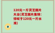 120元一斤灵芝图片大全(灵芝图片集锦：惊叹于120元一斤水准)
